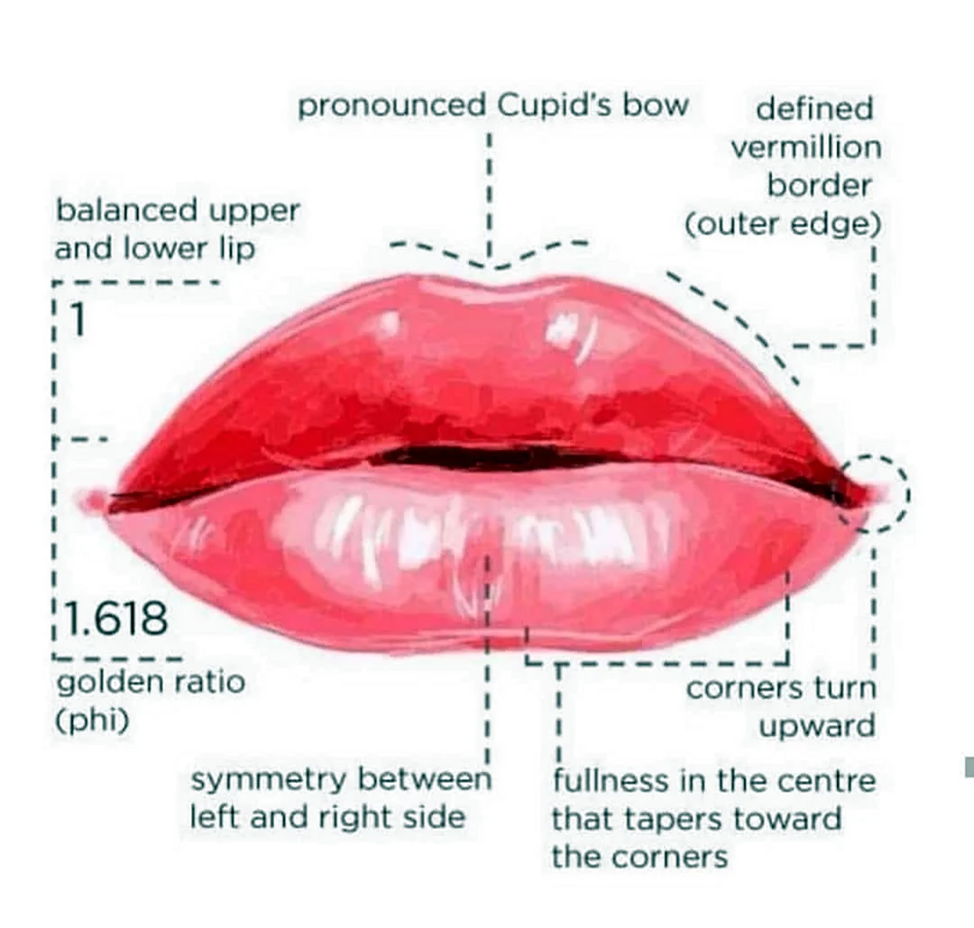 Анатомическая форма губ