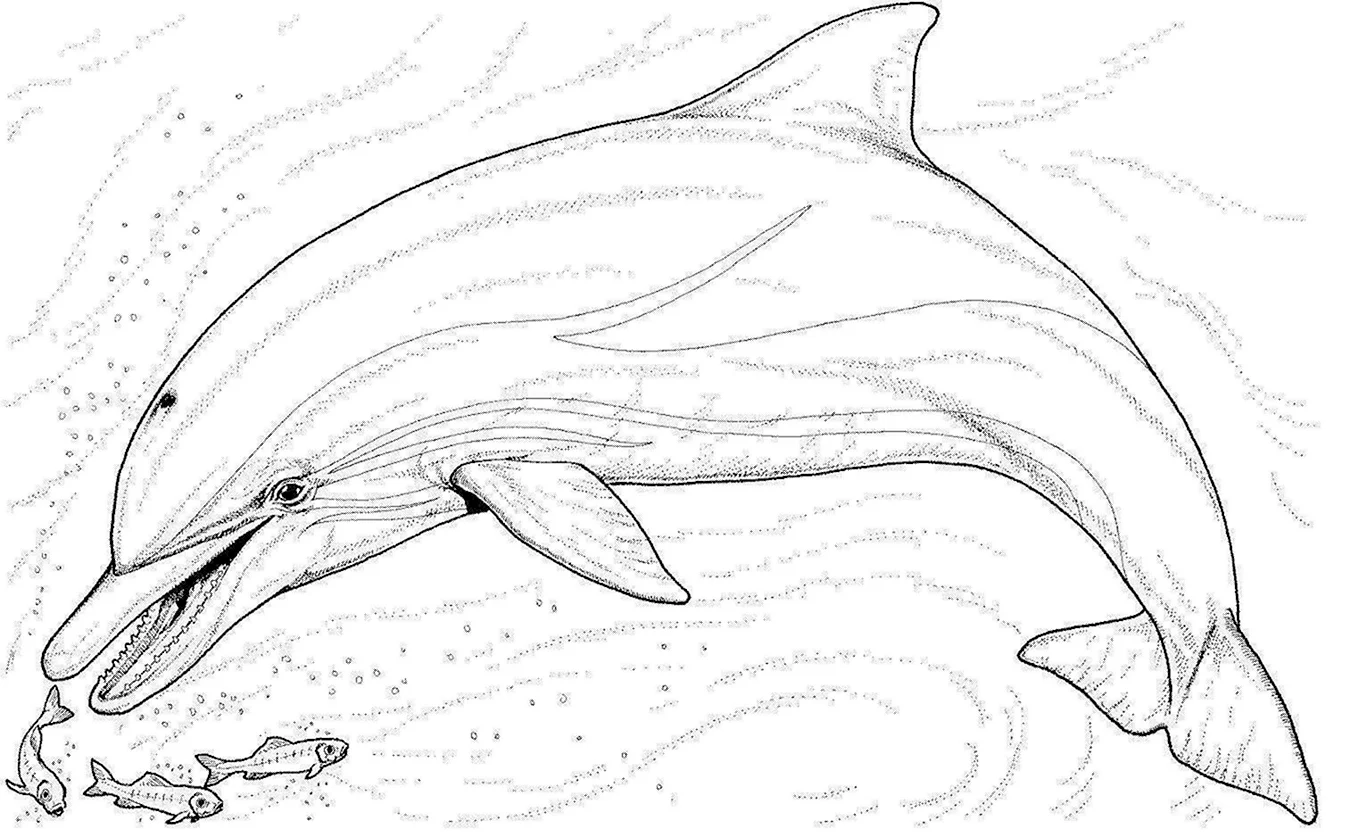 Беломордый Дельфин рисунок