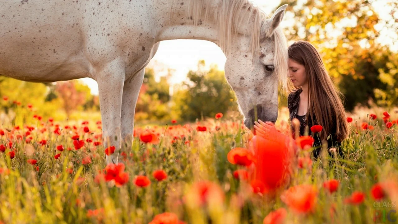 Девушка и лошадь счастье