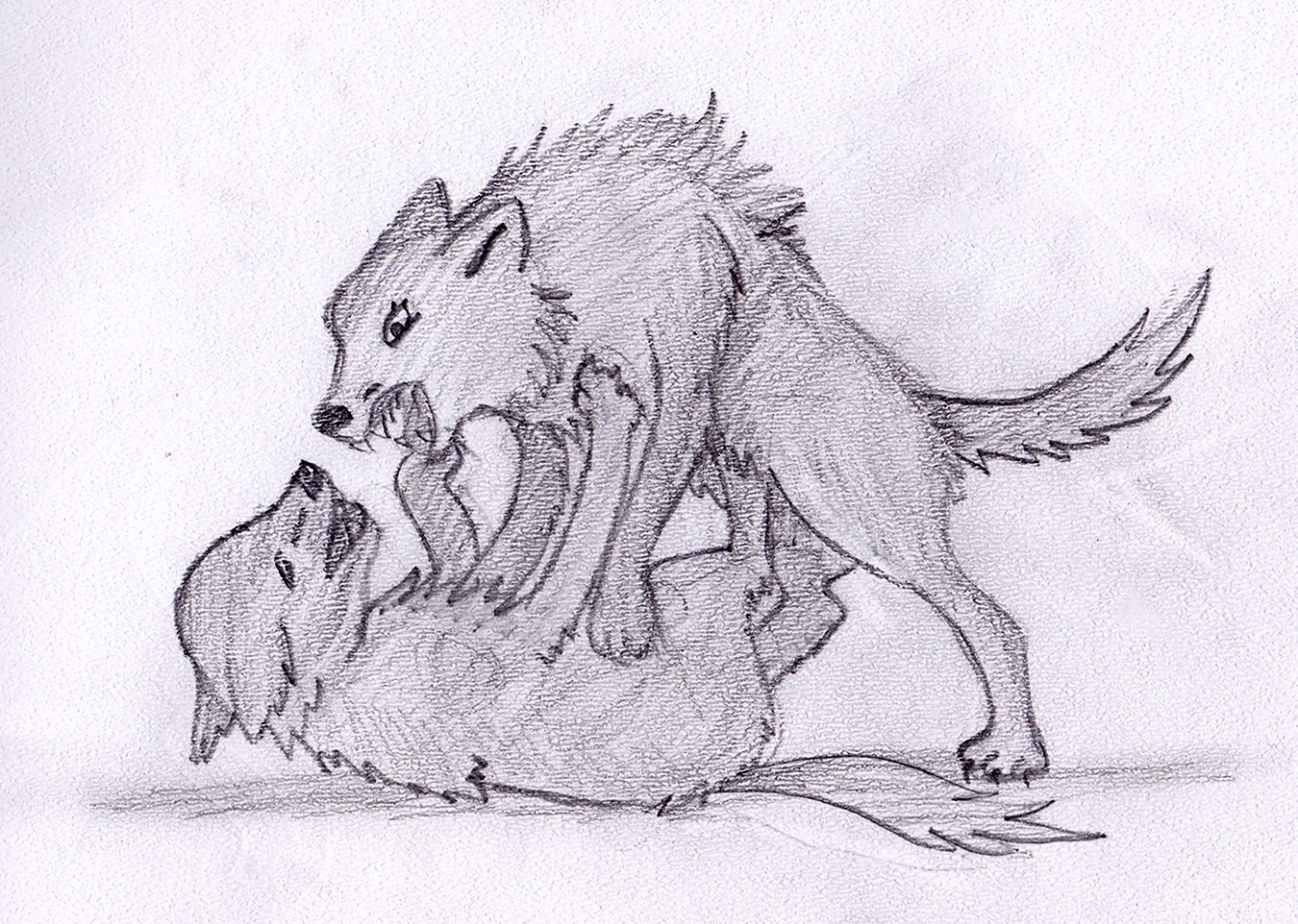 Два волка рисунок для срисовки