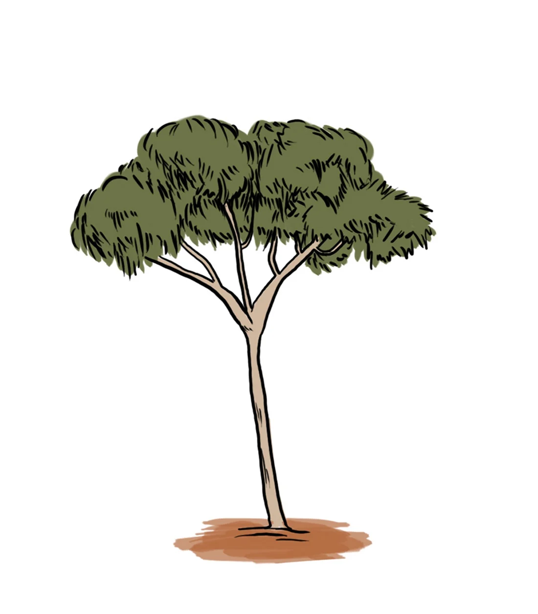 Эвкалипт дерево