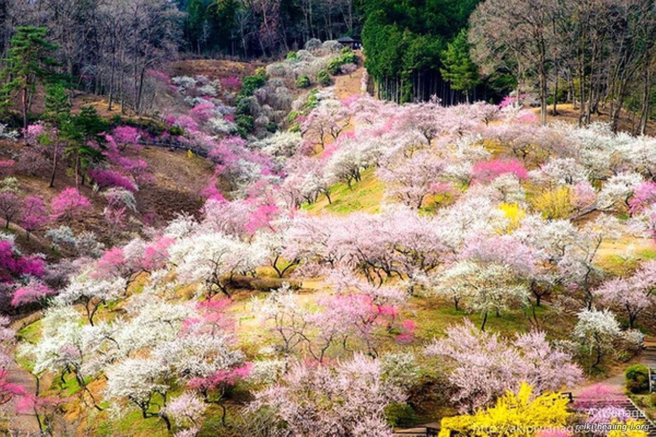 Флора Японии