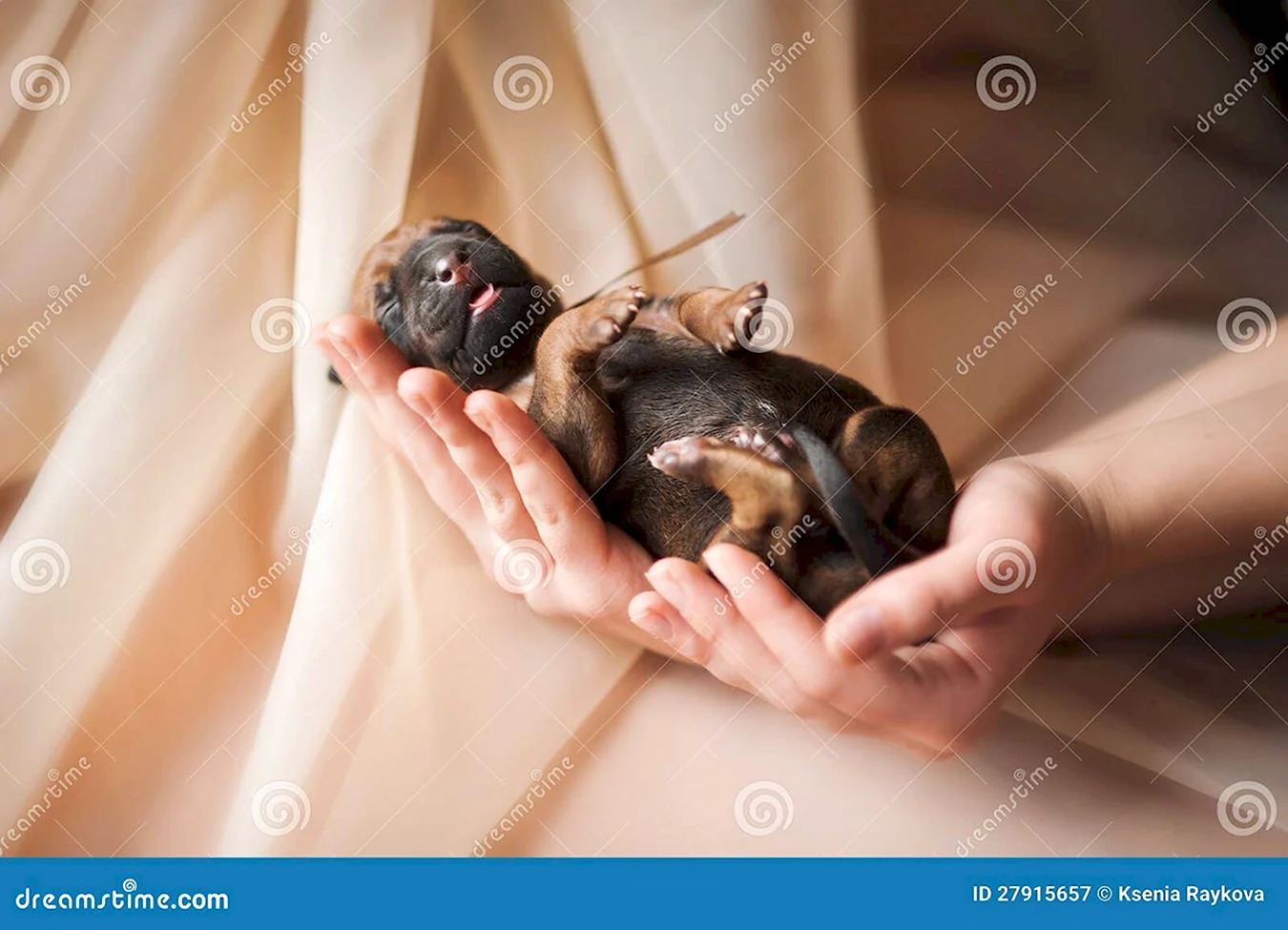 Фотосессия новорожденных щенков