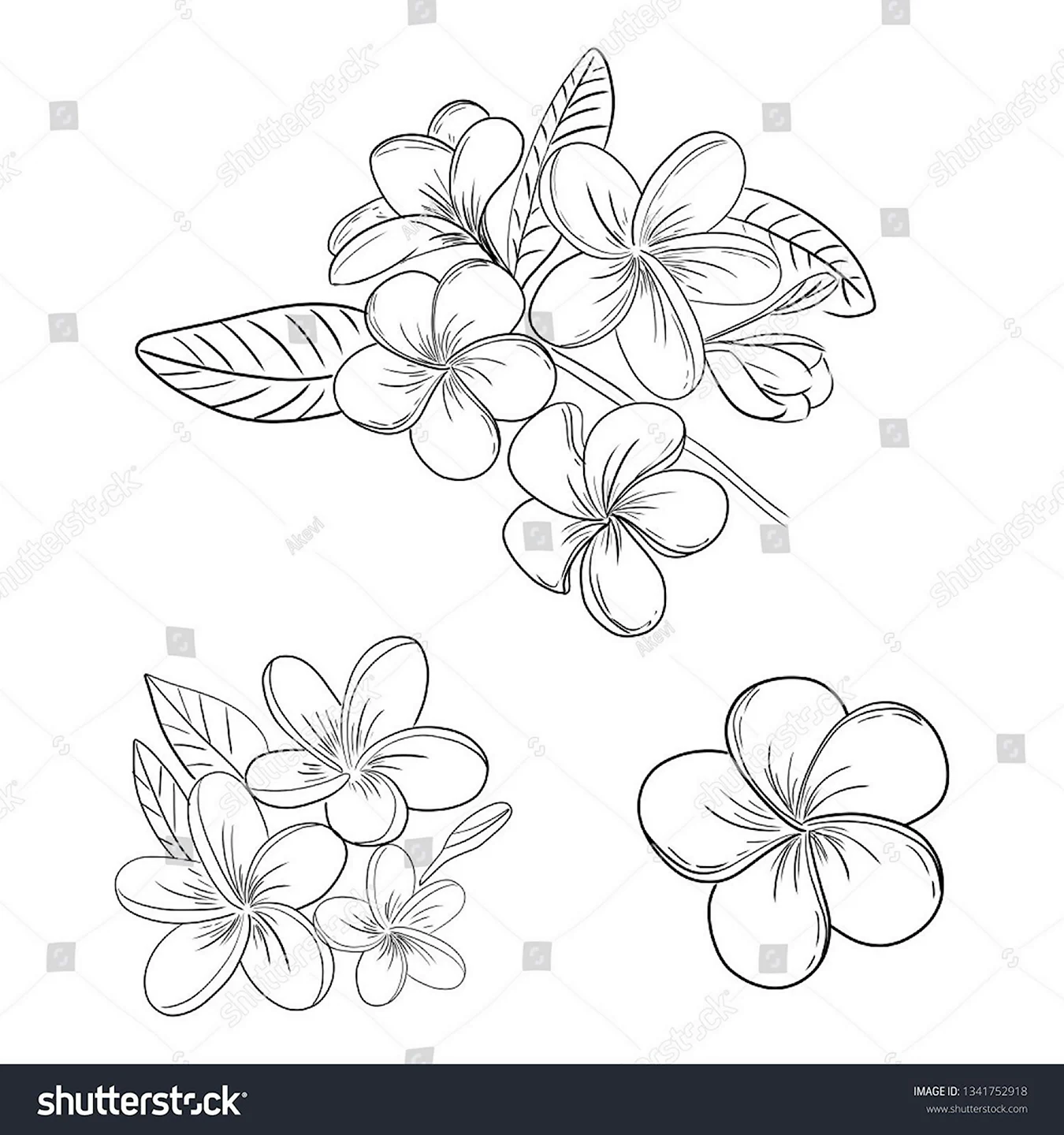 Франжипани цветок эскиз