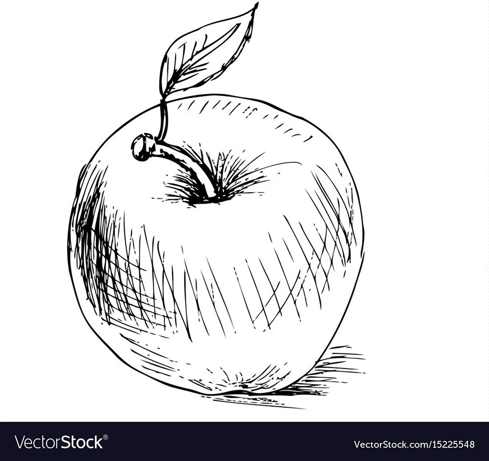 Яблоко набросок