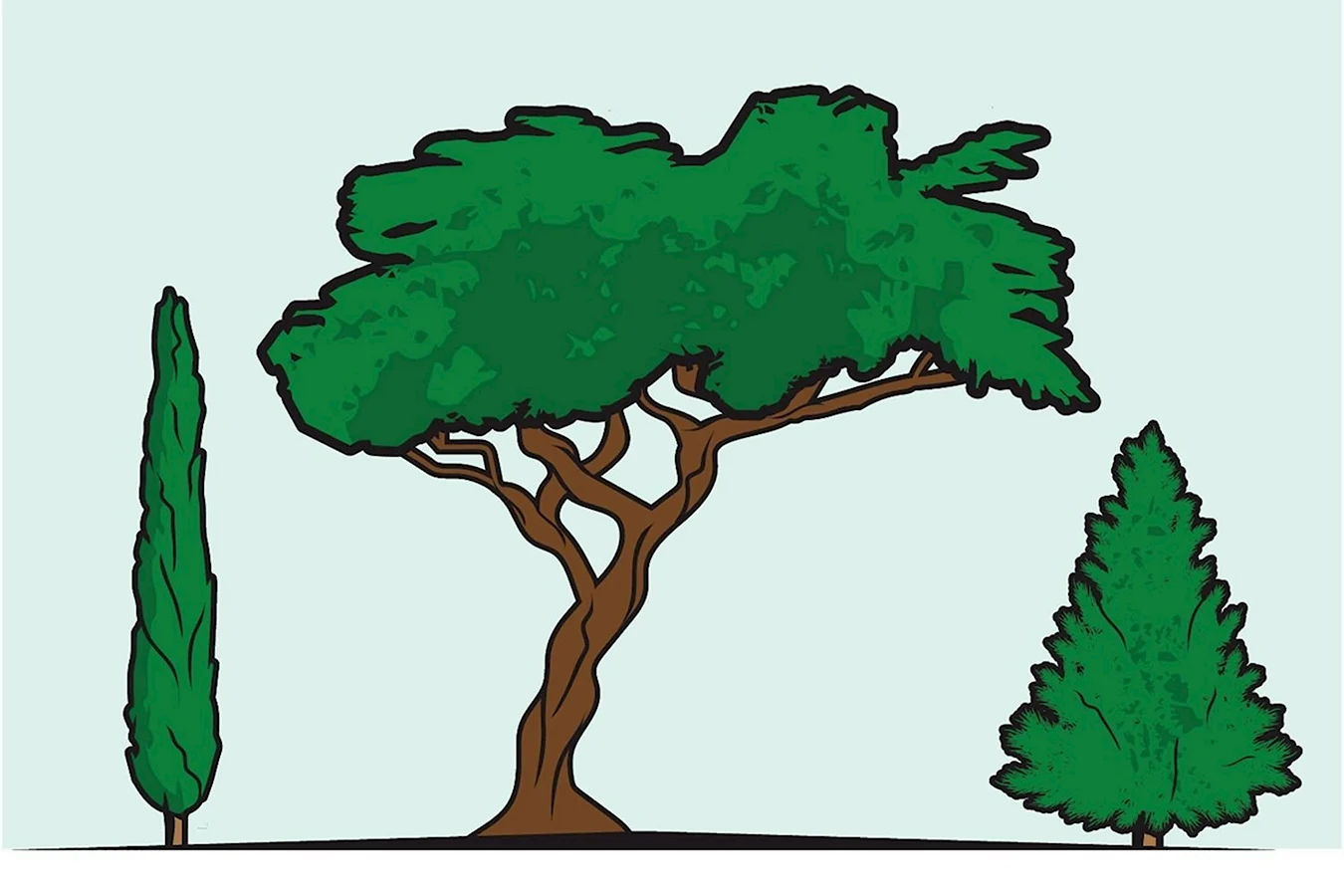 Кипарис дерево иллюстрация