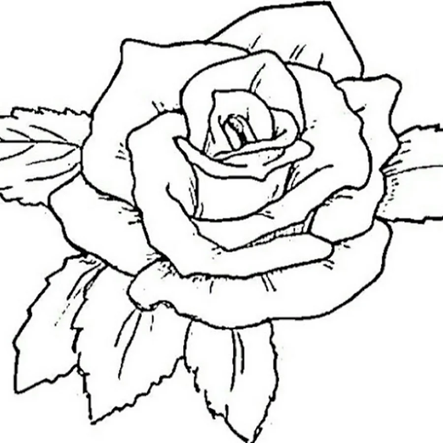 Контур розы для раскрашивания
