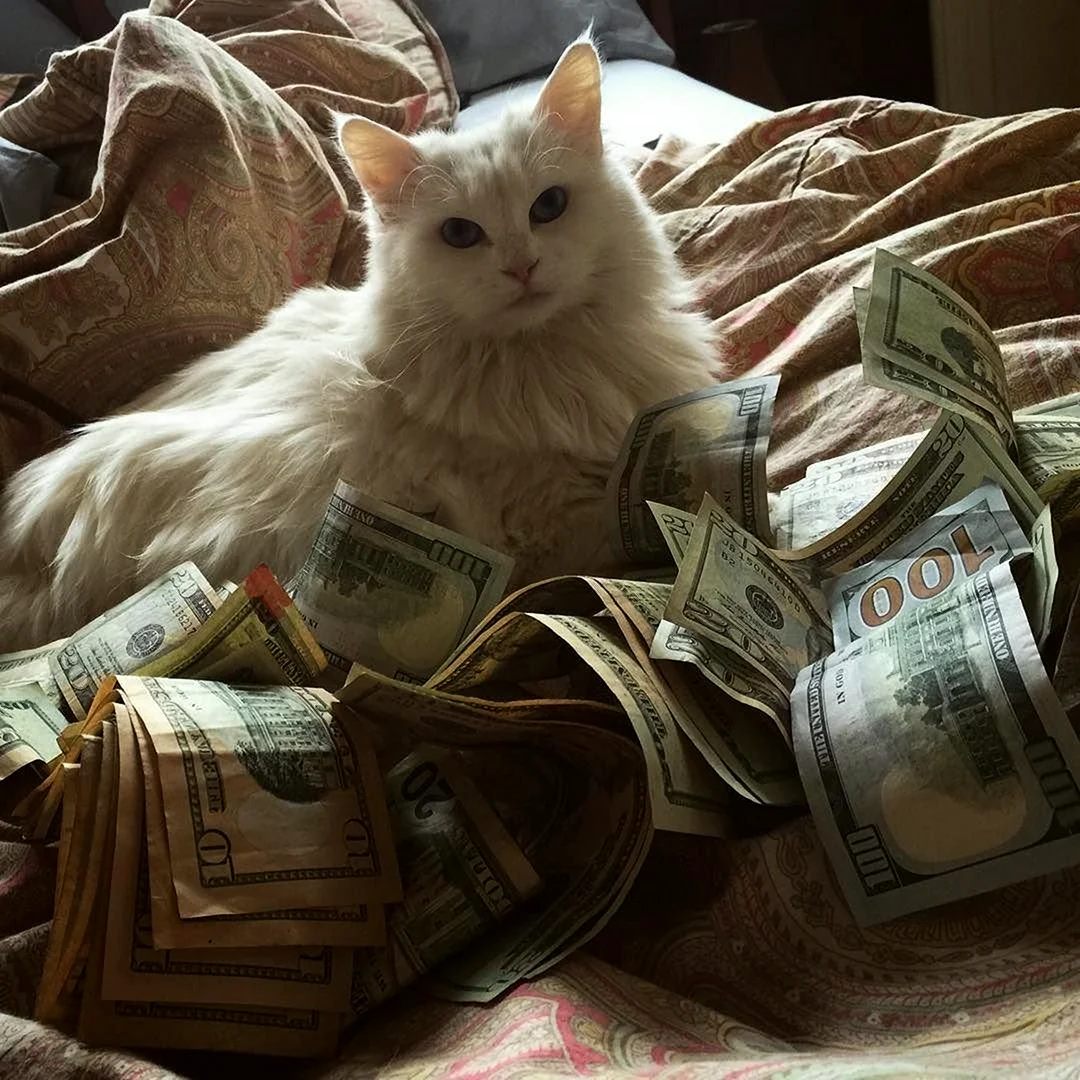 Котик с деньгами Эстетика