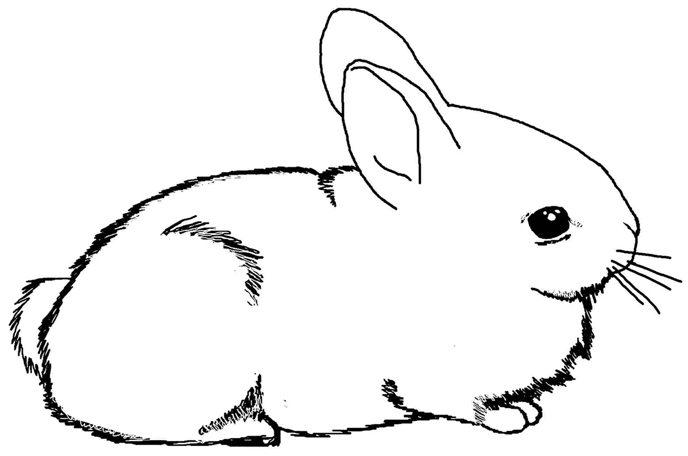 Кролик раскраска