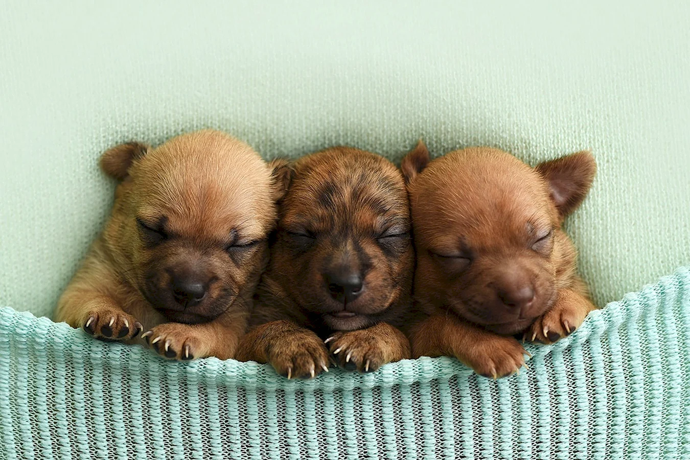 Новорождённые щенки