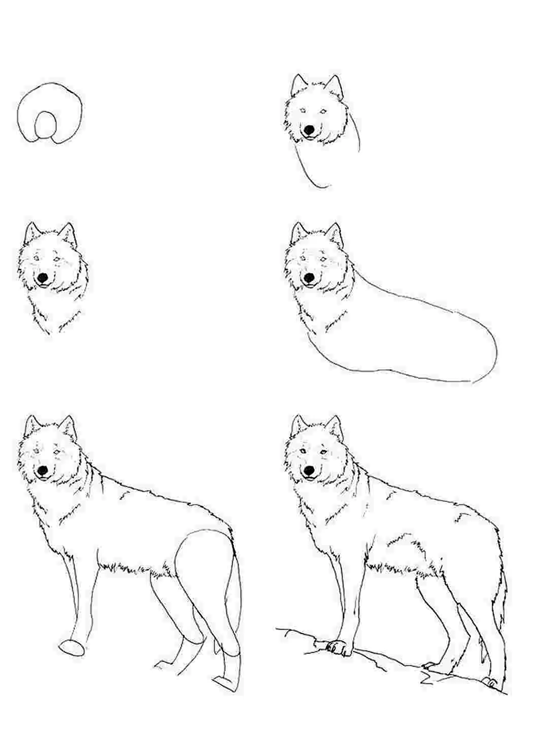 Пошаговый рисунок волка
