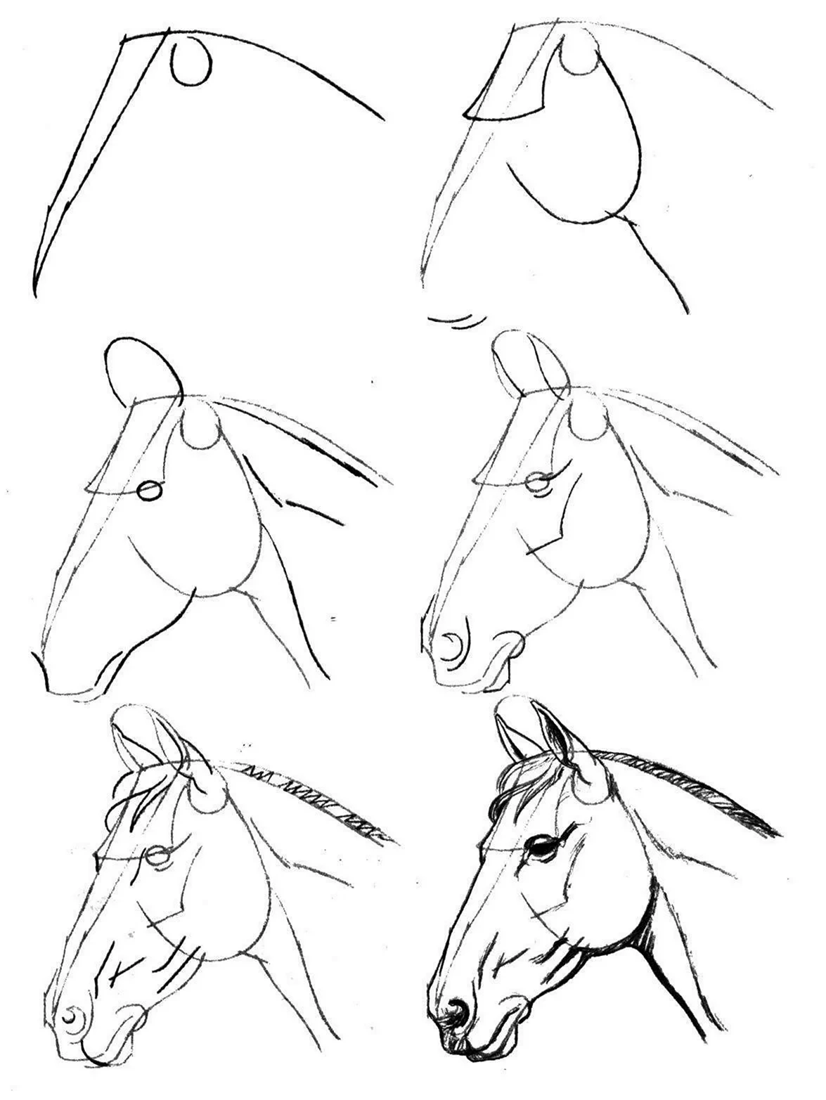Рисованная лошадь сбоку для начинающих