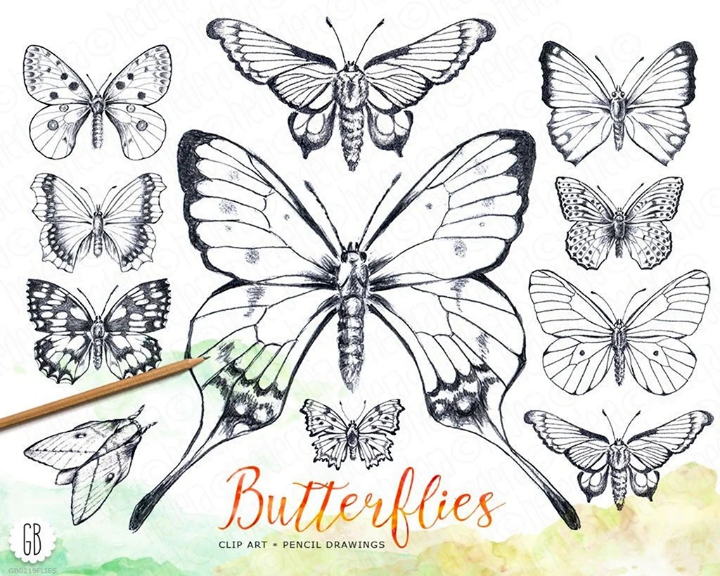 Рисунок обычной бабочки для срисовки