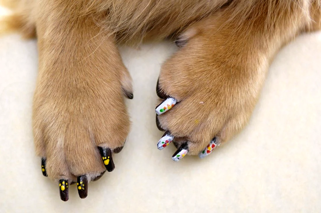 Собака с накрашенными ногтями