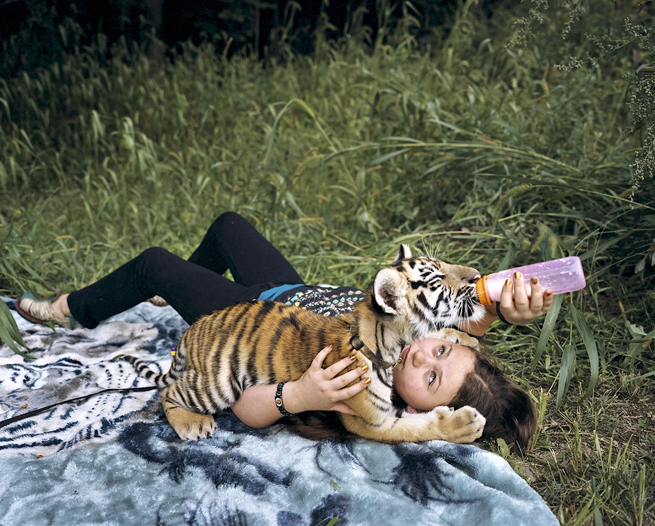 Тигр обнимается с человеком