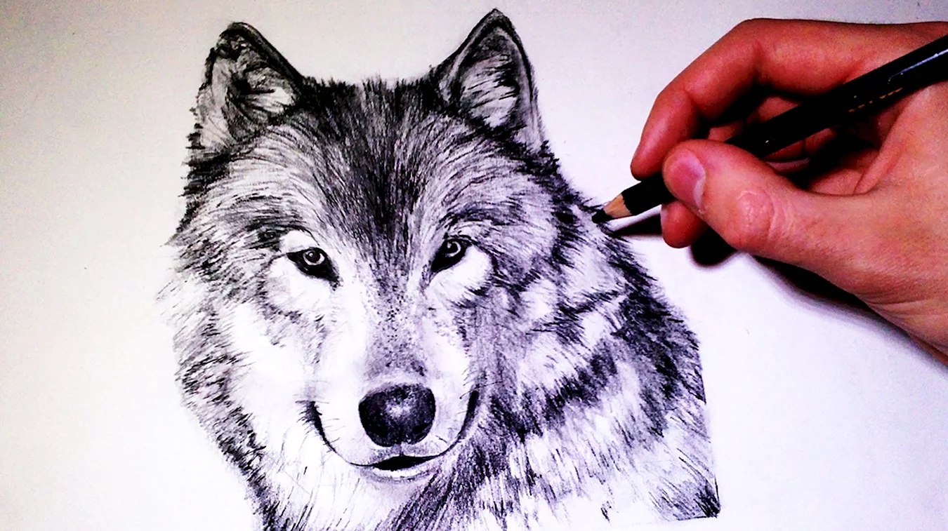 Волк для рисования