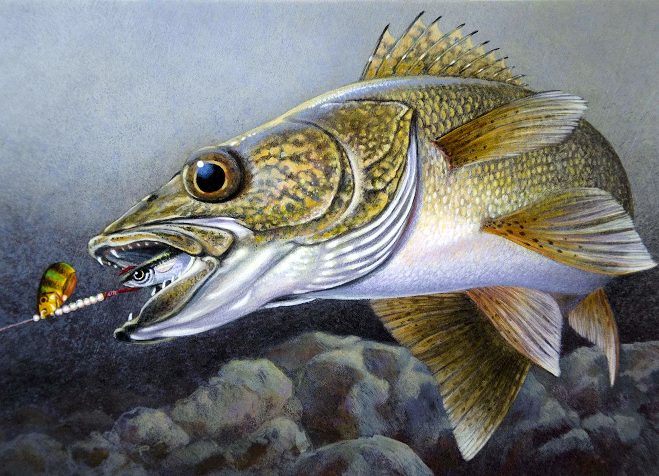 Walleye рыба