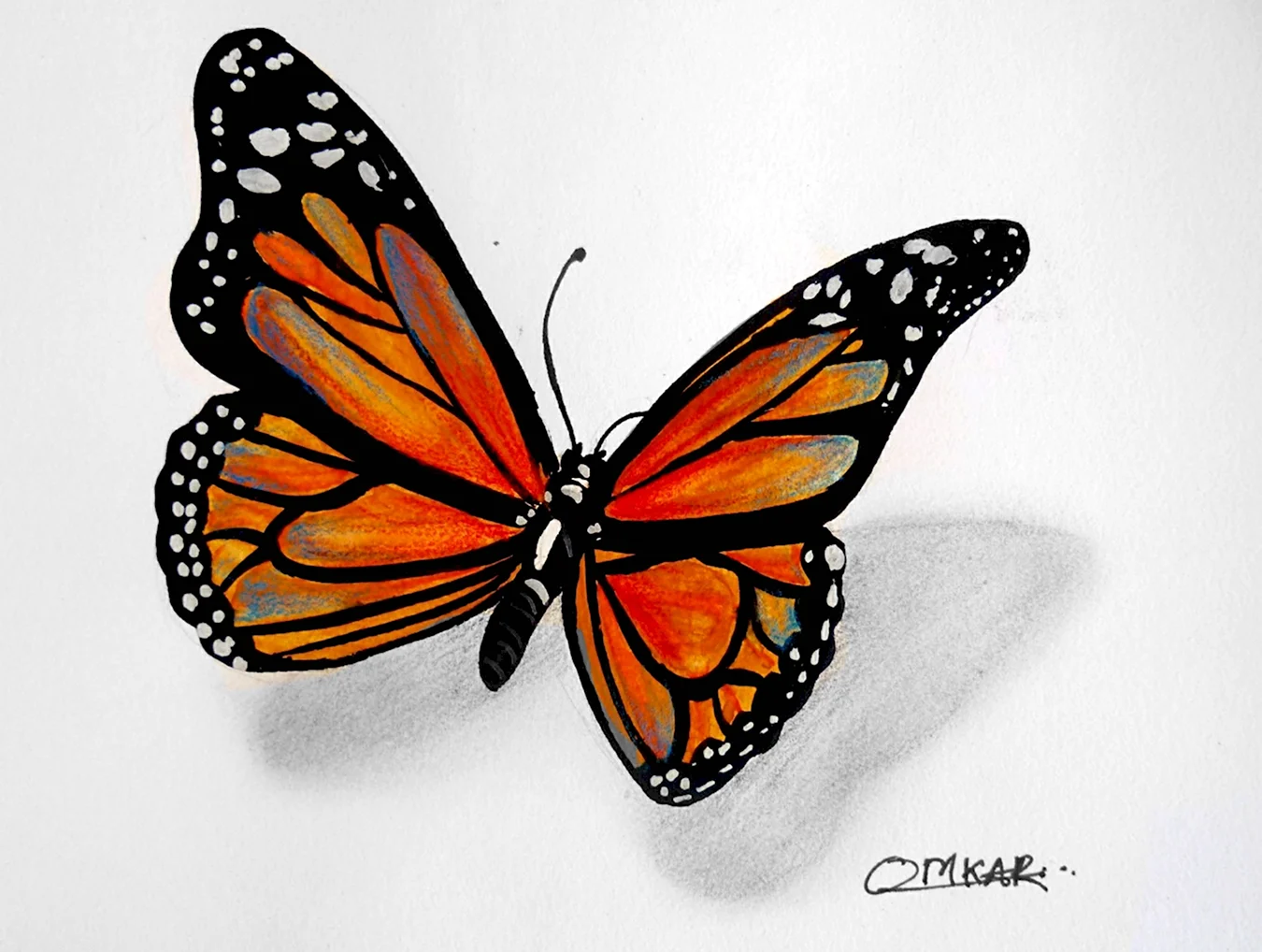Зарисовка бабочки