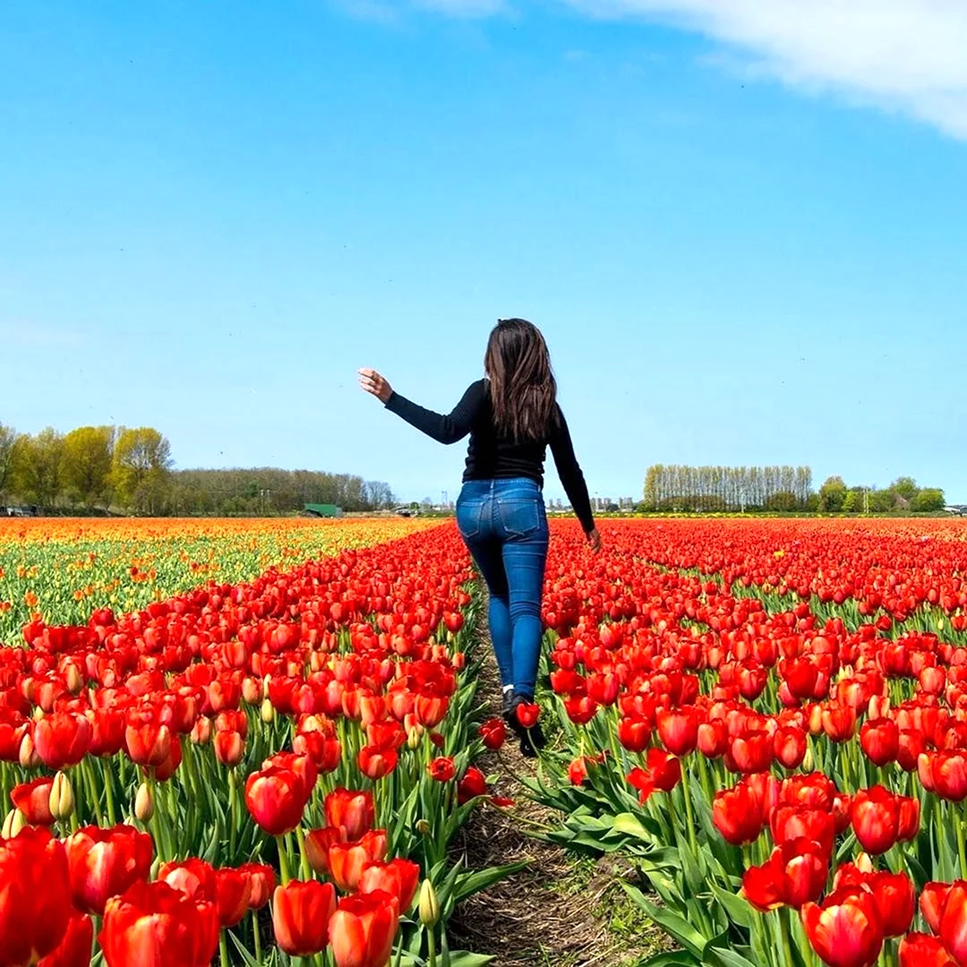Женщина в поле тюльпанов