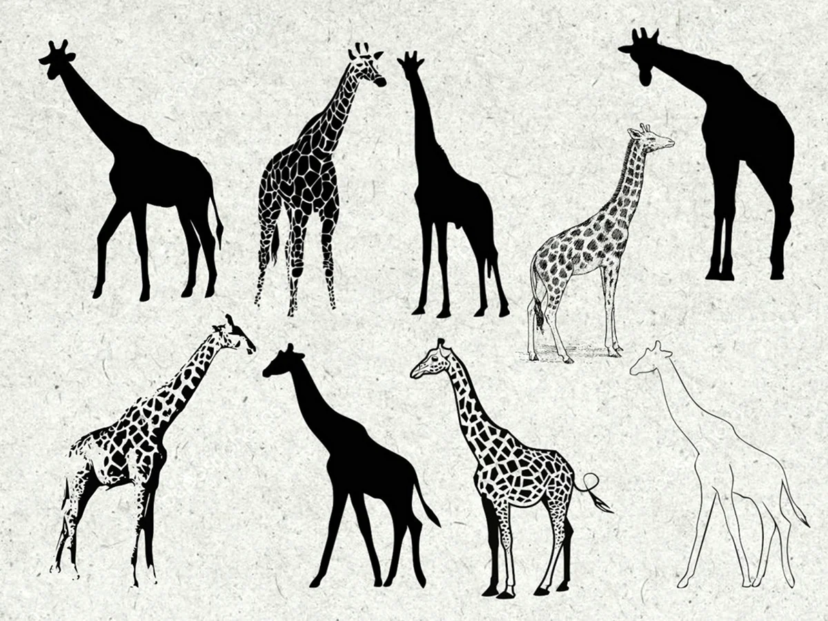 Жираф рисунок для срисовки