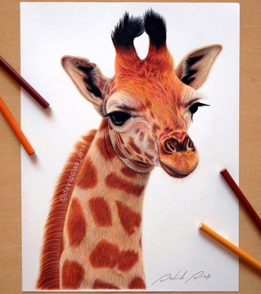 Жираф цветными карандашами