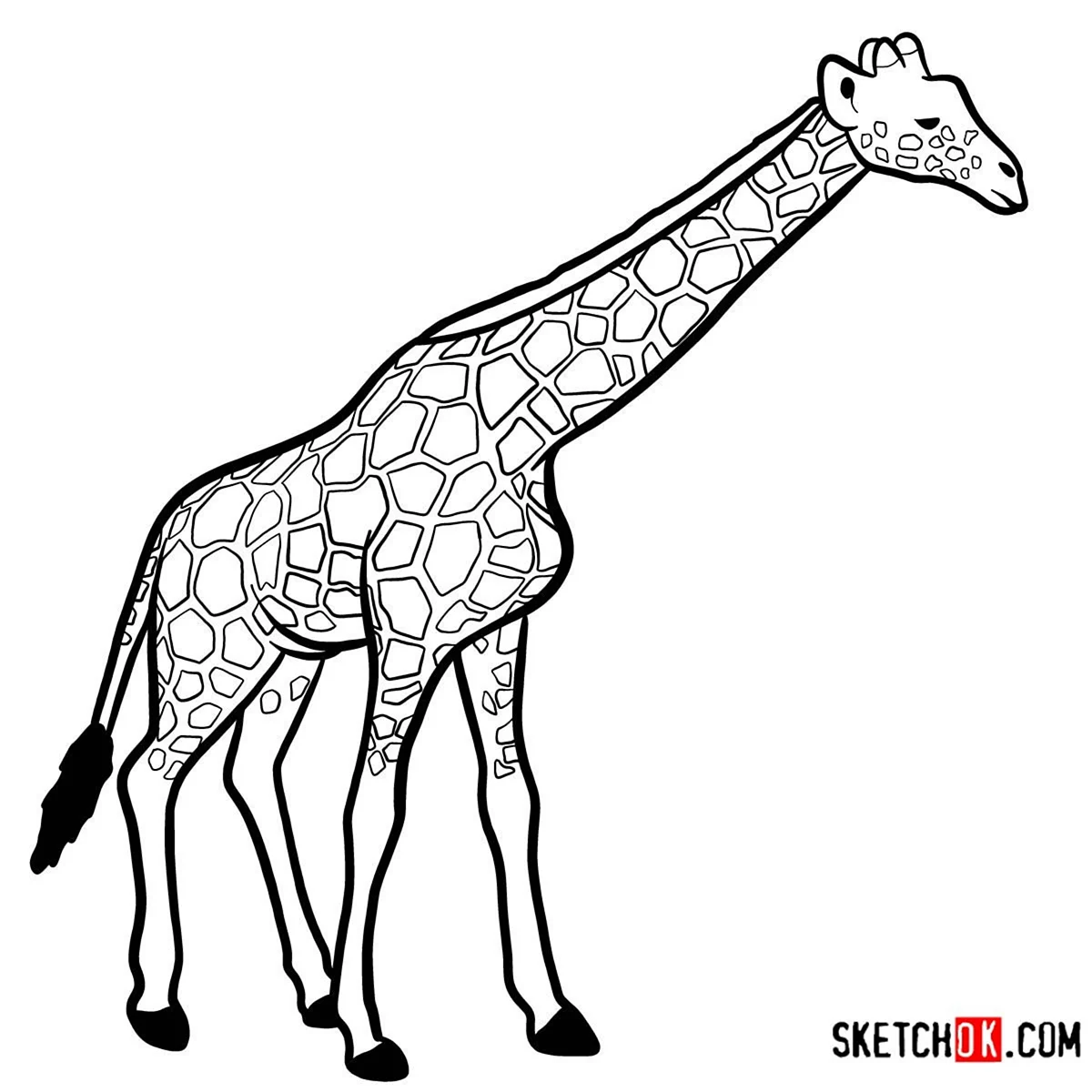 Жираф в полный рост рисунок