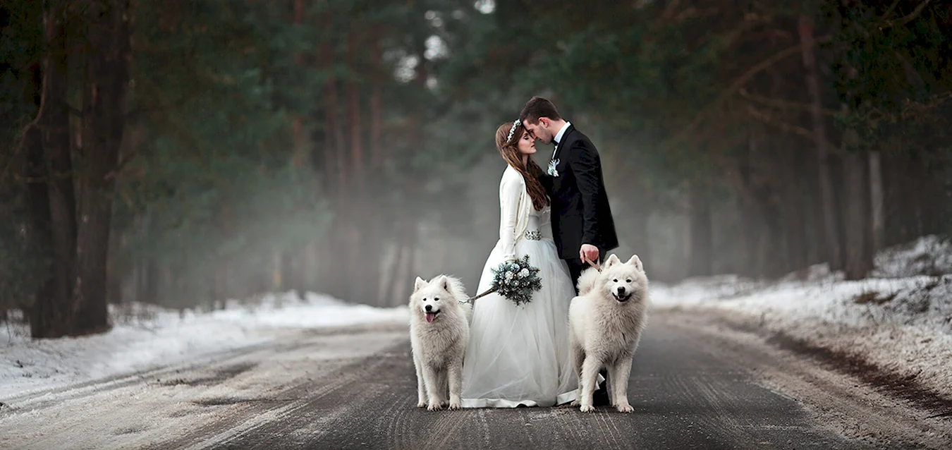 Зимняя Свадебная фотосессия с самоедами
